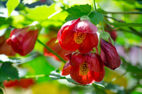 Abutilon Ashon's Red